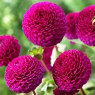 Dália - Rocco - LILA SZÉPSÉG! - Palánta