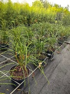 Thuja plicata – obrovský živý plot WHIPCORD