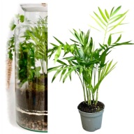 KORALLPÁLMA Chamedora ÉLŐ NÖVÉNY IDEÁLIS AZ ERDŐBE ÜVEG TÉGELYBEN