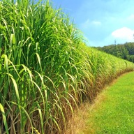 TRAWA MISKANT MISCANTHUS GIGANTEUS 5 SZTUK