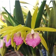 Orchidea Brassocattleya Nok Noi, ideális a gyűjteményhez (40 Pr)