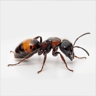 Camponotus nicobarensis królowa + potomstwo od MrówSon'a