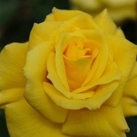 Róża rabatowa FRIESIA - doniczka 2 litrowa