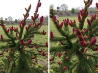 ŚWIERK 'Picea' ACROCONA