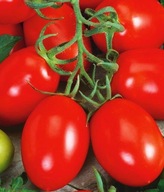 Sadzonki pomidorów - Lima pomidor czerwony rozsada P9