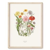 Plakat Botanical Garden - Astrowate - 13x18 cm