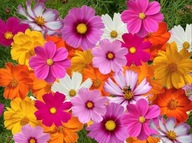 NASIONA Onętek Kosmos MIX kolorów duże różnobarwne kwiaty