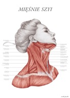 Anatomický plagát - Svaly krku