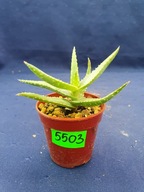 Aloe hybrid 5503p - PS1607S