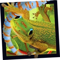 Pohľadnica 3D Gekon