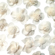Kvet Shola sedmokráska biela sušené kvety prírodné dekorácie na tortu