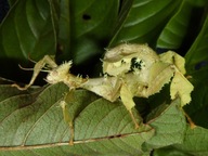 Straszyk AUSTRALIJSKI Extatosoma REGULARNY duże parki