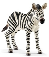 Zebra źrebię