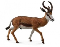 Koza springbok