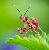 Pseudocreobotra wahlbergii Modliszka MOTYL L1-2 !