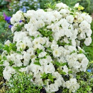 Azalka Japonská Nadýchaná Plná Biela Odroda Veľké Sadenice v kvetináči P14