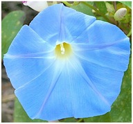 Trojfarebný vláčik HEAVENLY BLUE (Impomoea Tricolor) semená 60 ks