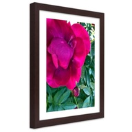 Obraz v ráme, Ružový veľký kvet - 70x100