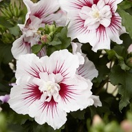 Hibiskus Ogrodowy China Chiffon BIAŁORÓZOWE Kwiaty Sadzonki P9