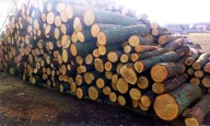 Drewno dąb wałki ilości hurtowe