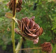Drevená ruža semená