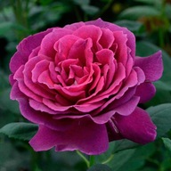 Ruža veľkokvetá RUŽOVO FIALOVÁ veľké kvety SADENICE V KVETINÁČI