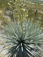 10xSemená juky Yucca rigida Juka tuhá Exotické rastliny do záhrady EXEMPLÁR