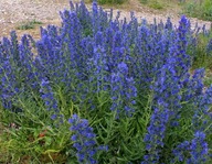 Medonosný had obyčajný ECHIUM VULGARE SEMENÁ 100 g