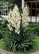 Juka Ogrodowa Karolińska Yucca MROZOODPORNA Biała Duża 30 cm Sadzonka 3L