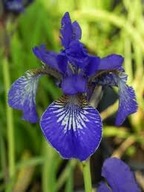 Irys Syberyjski Kosaciec niebieskie kwiaty idealny przy brzegu oczka stawu
