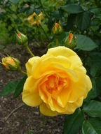 Róża rabatowa żółta PRZEPIĘKNIE PACHNIE, cudne kwiaty, błyszczące liście
