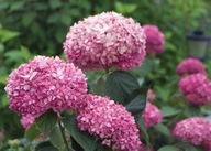 Hortensja drzewiasta RUBY ANNABELLE (Hydrangea arborescens) Sadzonka XL- C5