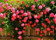 RÓZSASZÍN KÚSZÓ RÓZSA - HOSSZÚ VIRÁGZÁS A PERGOLÁKON