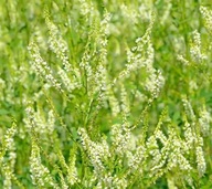 Nostrzyk biały 1kg - roślina miododajna DWULETNI