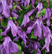 Clematis SERDTSA EMLÉKTÁRGY Integrifolia csoport
