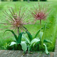 Czosnek ozdobny Szuberta - Allium Schubertii