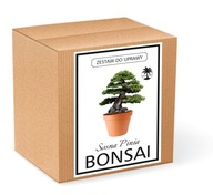 Zestaw do uprawy BONSAI sosna pinia