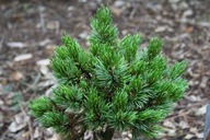 Sosna oścista 'Jeddeloh Zwerg' Pinus aristata