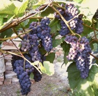 ~VINÁRSTVO HROZNA Odroda: Concord