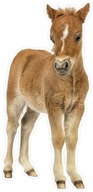 Pluszowa naklejka ścienna 3D koń, źrebak 52x110cm