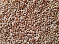 Pšenica zrno krmivo pre vtáky zvieratá 5 kg