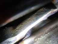 engine VW GOLF V 2.0 TDI BKD 2004r. complete !!!