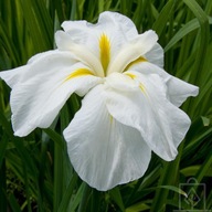 Iris ensata White Ladies
