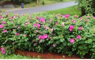 Róża Rosa Rugosa sadzonki 30cm jadalna NALEWKI 30c