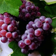 Winorośl winogrona Zilga w doniczce