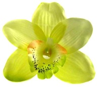 Storczyk cymbidium główka Kwiat Lt.Green