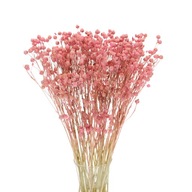 Sušený ľan ružový, kytica '50 ks, sušené kvety do vázy, sušienky