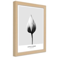 Obraz v ráme, Biela lotosová šiška - 70x100