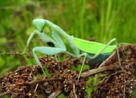 Sphodromantis AUREA Prawdziwa niebieska Modliszka