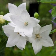 Rozwar wielkokwiatowy sadzonka ASTRA WHITE - byliny niskie, do półcienia